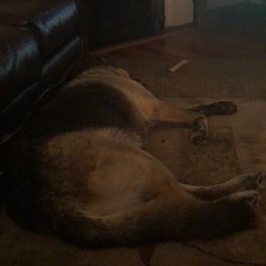 Meet your Posher, Donna